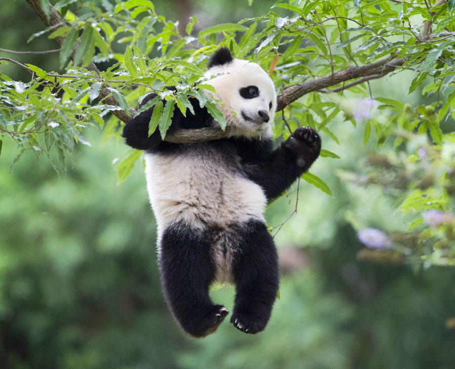 Panda cub Bao Bao hangs from a tree in her habitat at the National Zoo in Washington in 2014. The National Zoo announced Thursday that Bao Bao will move to China in the first few months of 2017.