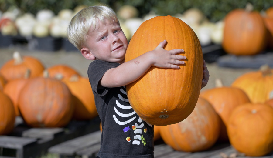 Ezekiel Ferguson, 4, struggles to haul away a pumpkin that&#039;s almost as big as he is at the Marvin United Methodist Church pumpkin patch Thursday in Martinez, Ga.