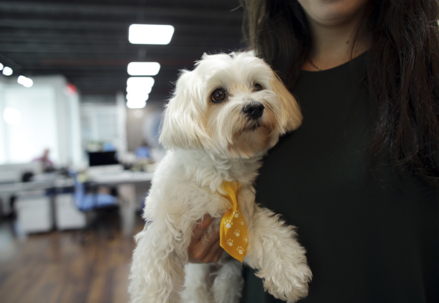 Kristine Florio holds her dog, Gio, wearing a necktie, at O&#039;Connell &amp; Goldberg Public Relations in Hollywood, Fla.