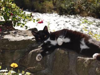 October reader photos: Black Cats