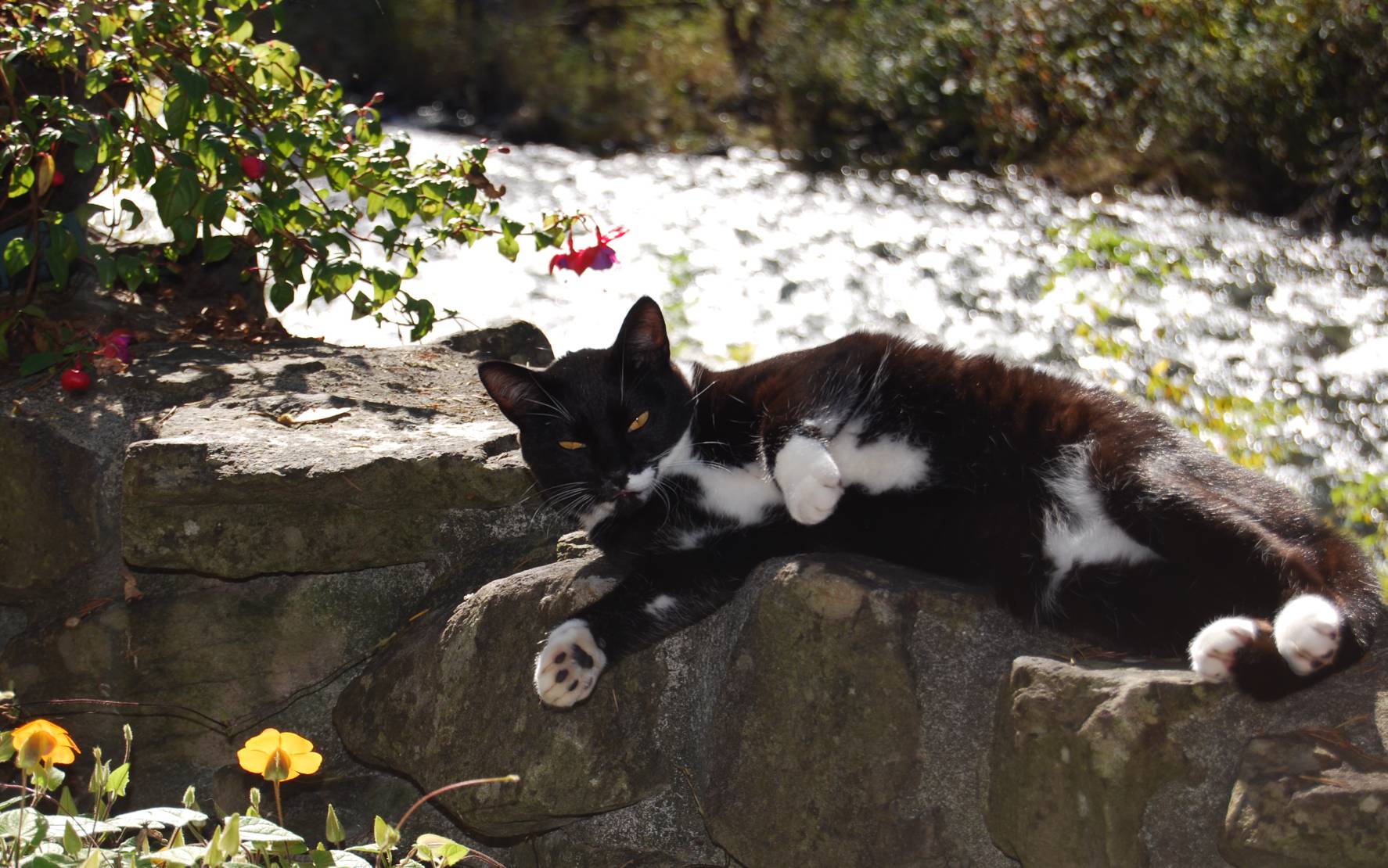 October reader photos: Black Cats