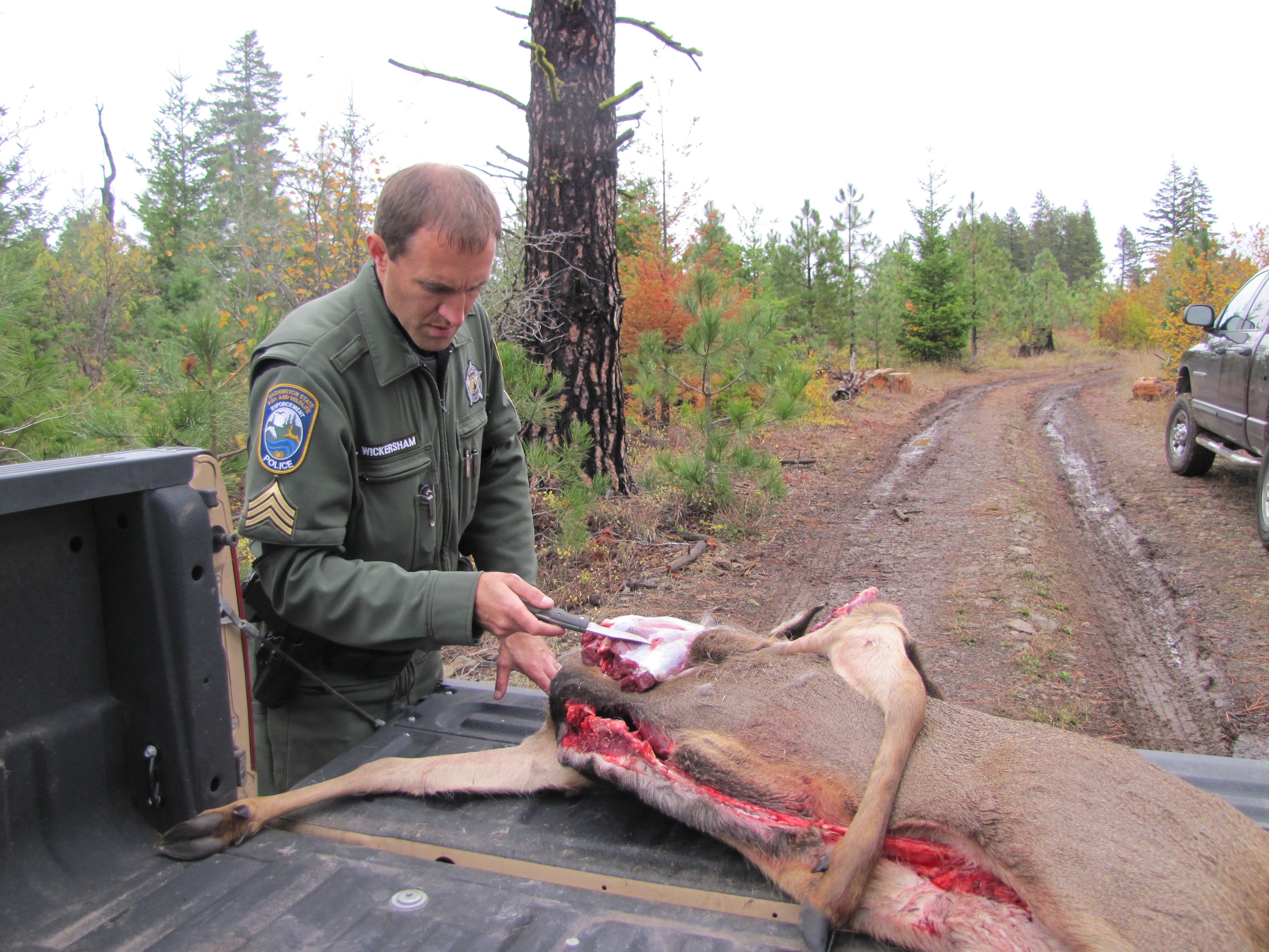 Washington Department of Fish and Wildlife Police Sgt. Jeff Wickersham points with his knife to the spot where the bullet hit this poached deer.