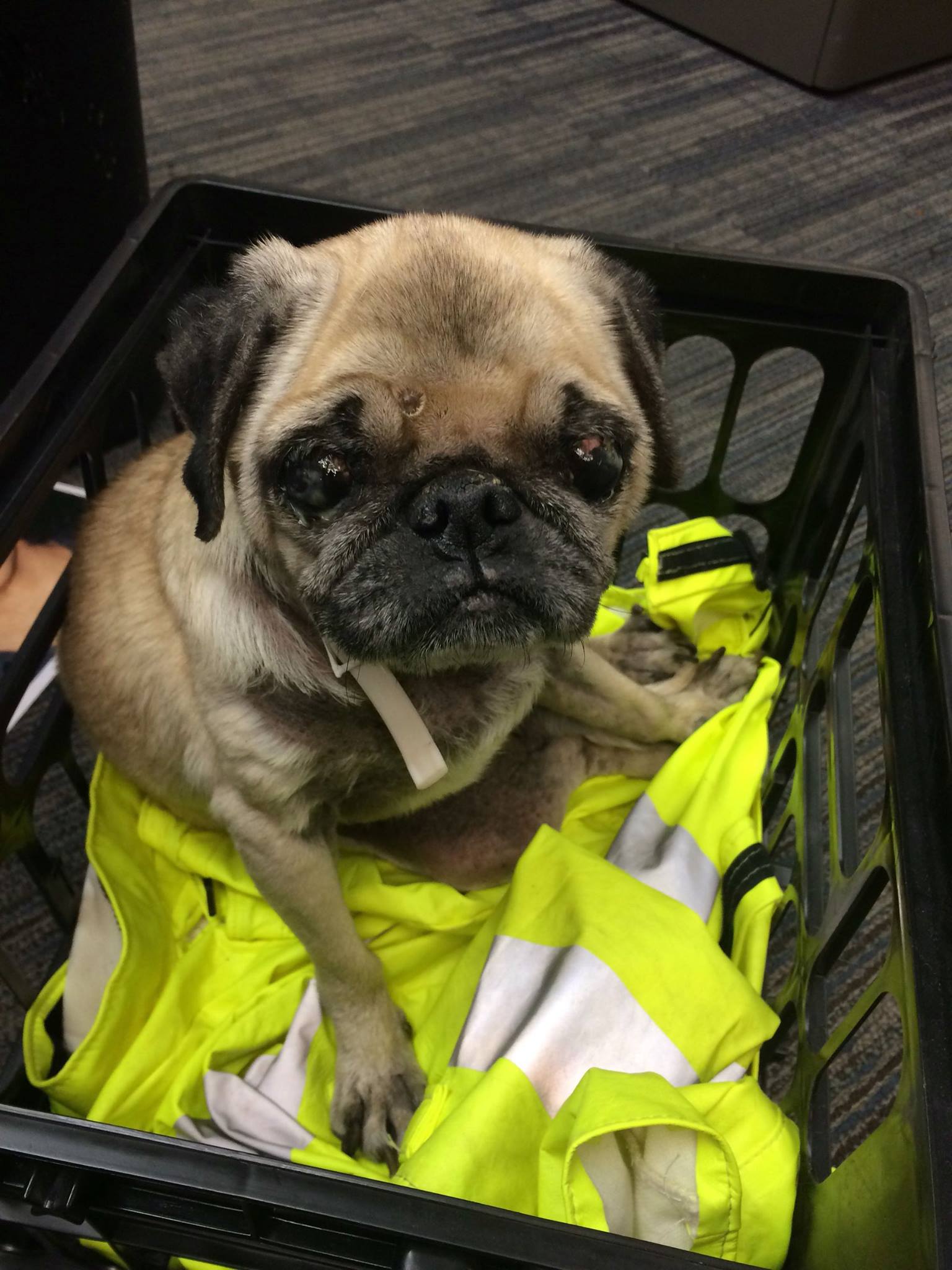 Look familiar? A Vancouver police sergeant found this pug while returning from a call Thursday. The dog has a microchip implanted, but it didn't appear to be registered to anyone, so officials are looking for her owner.