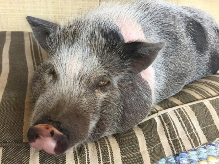 Nigel, a teacup pig with a big appetite, got even more hungry after eating peanut butter cookies that contained marijuana.
