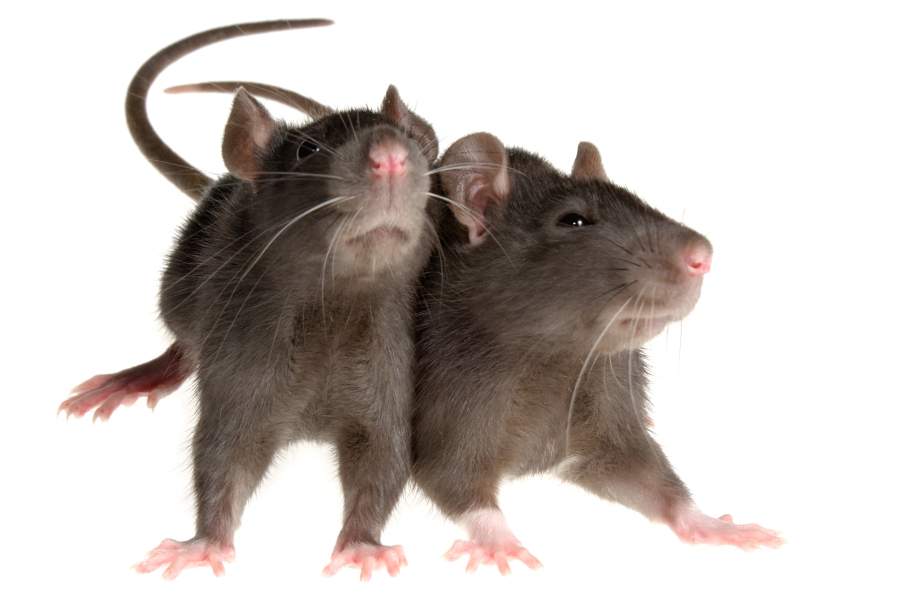 Berlin-based researchers who tickled rats for the sake of science say tickling induces a &quot;primitive form of joy&quot; in animals, according to neurobiologist Shimpei Ishiyama of Humboldt University.