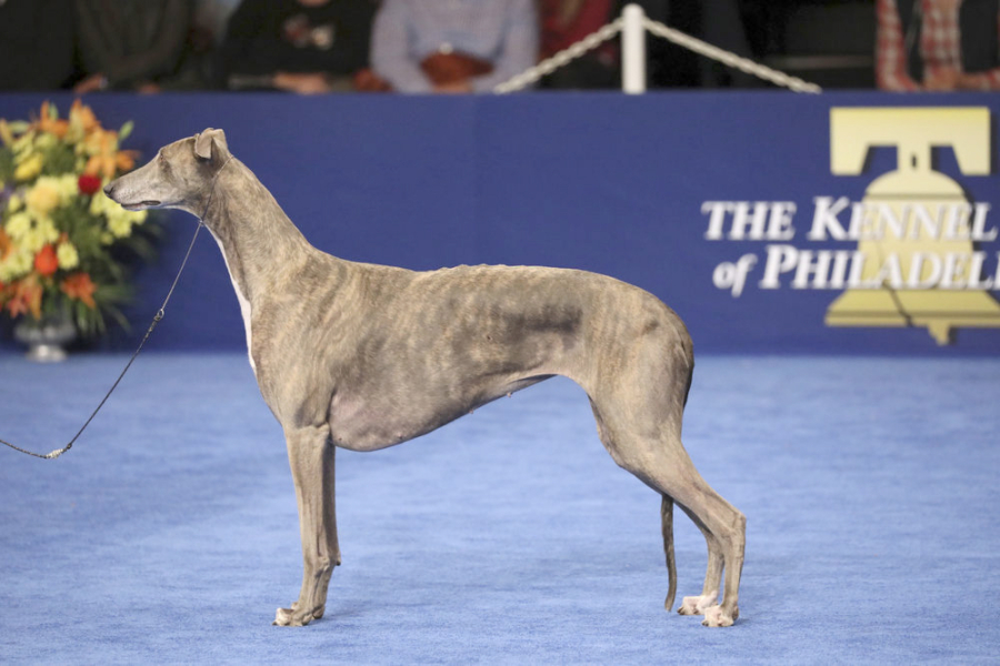 Gia, a Greyhound, was named Best in Show at the 15th annual National Dog Show.