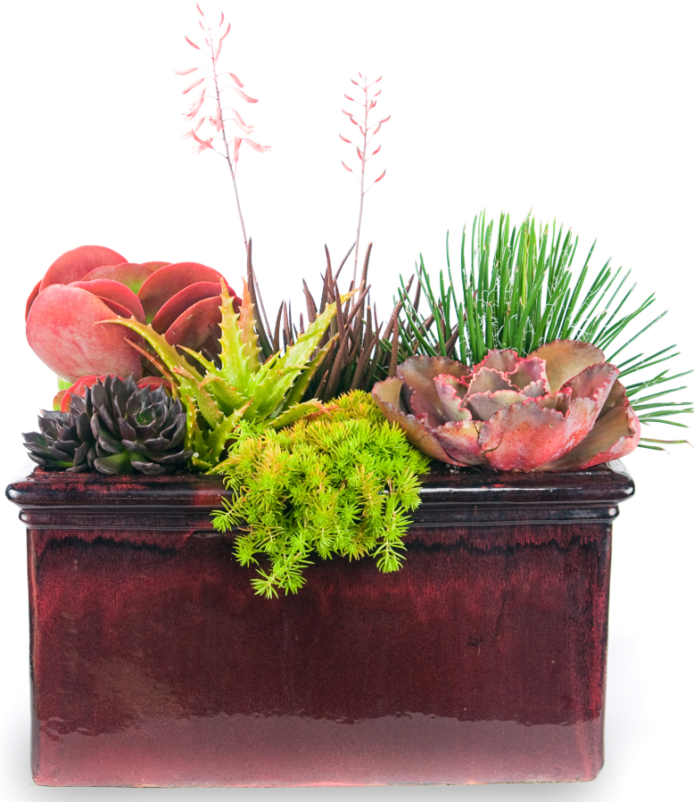 In container gardens, succulents are a class of plants that come in strangely beautiful forms.