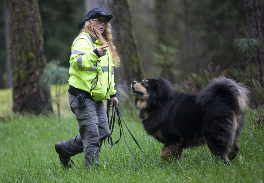 Brenda Wilson, training officer for Evergreen Search Dogs, and her Tibetan mastif, Dusty, demonstrate how to search for human remains Saturday at a training exercise in Battle Ground.