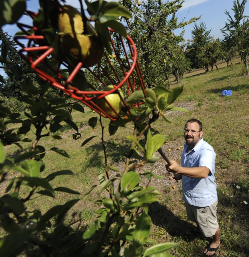 Warren Neth, the coordinator of Slow Food Southwest Washington, harvests pears for the Clark County Food Bank at mostly untended Foley Park in Felida in 2014. Neth wants to glean 40,000 pounds of unharvested fruit for the food bank this year.