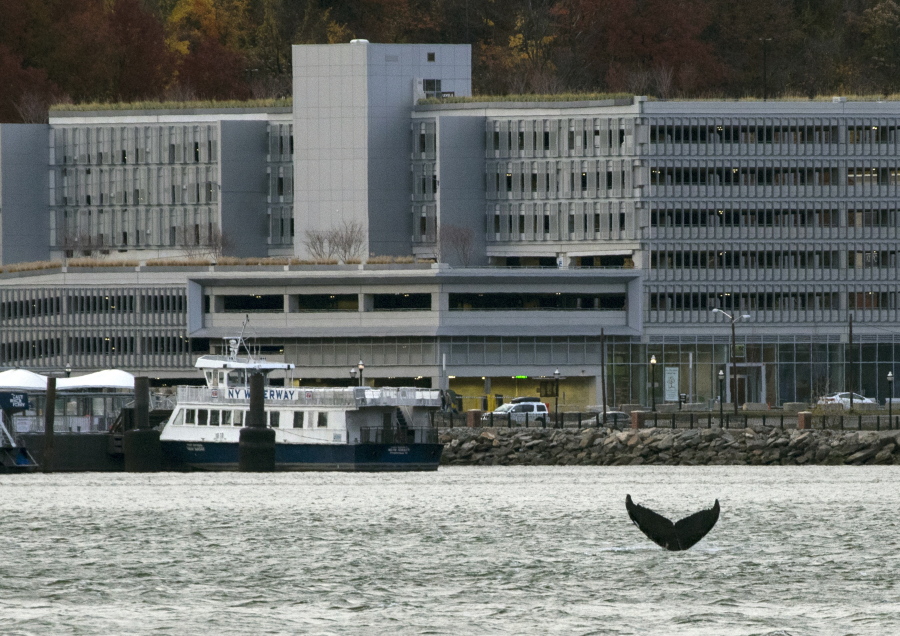 A humpback whale pops up Sunday in the waters near New York City, with New Jersey visible in the background. For nearly a week, a humpback whale has been cavorting in the Hudson River just off of Manhattan.