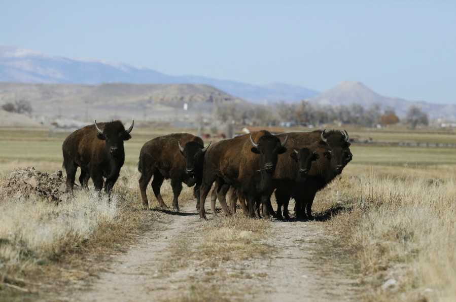 Bison stop to look back Thursday after they were released on the Wind River Indian Reservation near Morton, Wyo.