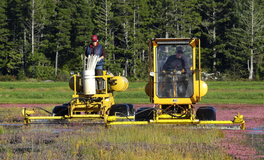 Farmowners Malcolm McPhail, right, and his wife, Ardell McPhail, drive &quot;beaters&quot; through a flooded cranberry bog during harvesting near Ilwaco. This yea&#039;ss estimated crop of about 170,000 barrels (8,500 tons) of cranberries puts the apple-giant state fifth in the U.S. behind Wisconsin and Massachusetts, the two states that produce the bulk of the crop.  (AP Photo/Ted S. Warren) (Photos by Ted S.