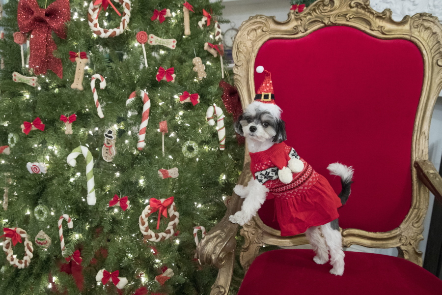 Tinkerbelle the Dog models a Martha Stewart Pets scarf sweater and a Santa hat during the PetSmart holiday collection preview in New York.
