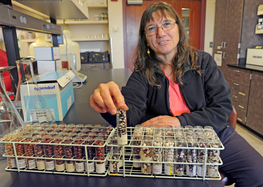 Carol Miles of the Washington State University Research and Extension Center in Mount Vernon shows a vial of orca beans that the center developed as part of a breeding and testing program. The orca beans, named for their black-and-white patterning.