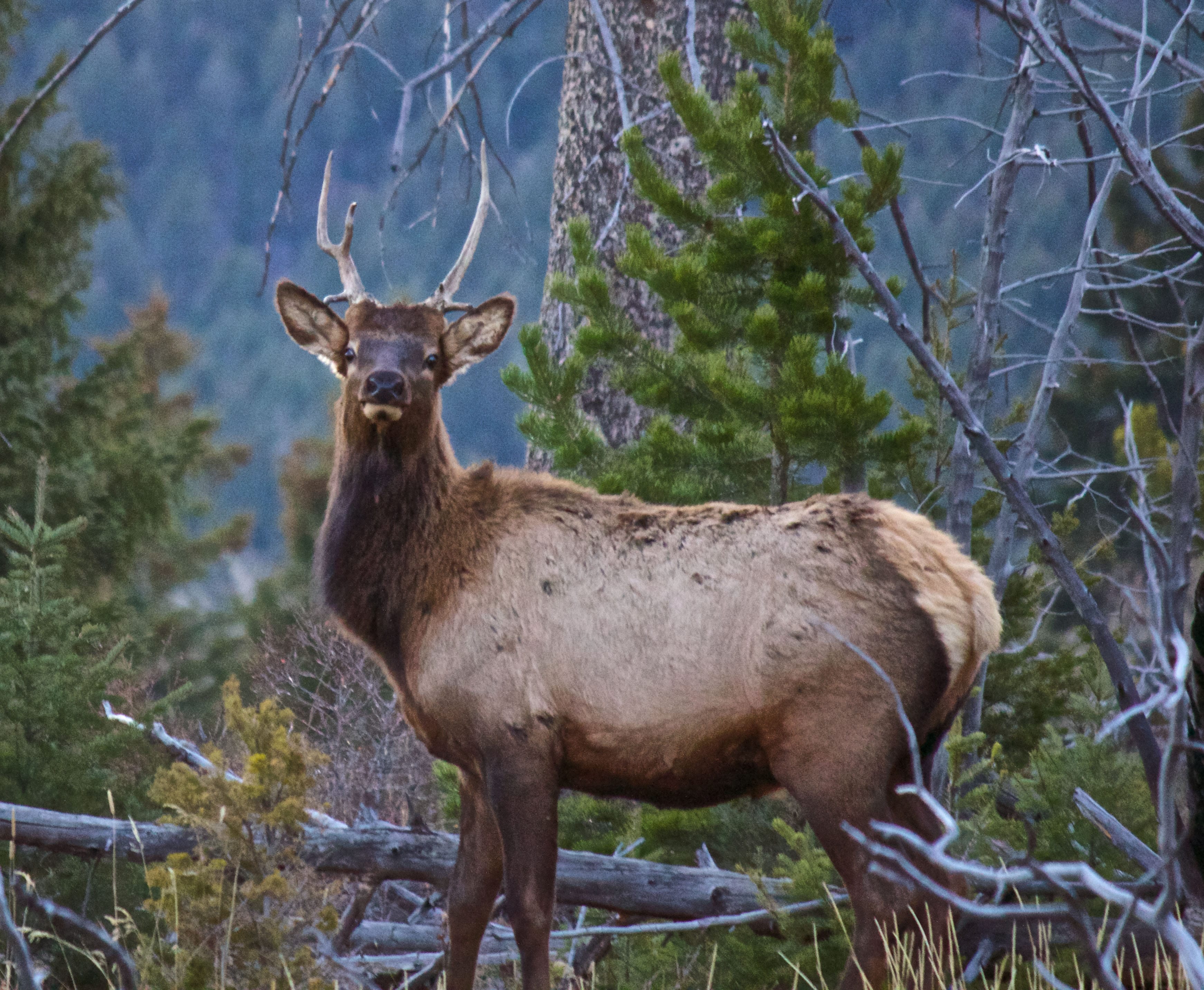 This spike bull elk would be legal game in "spike-only" hunting areas of Washington because one side of the antlers has only one point. The eye guard point on its left antler is not counted because it's less than 4 inches above the skull.
