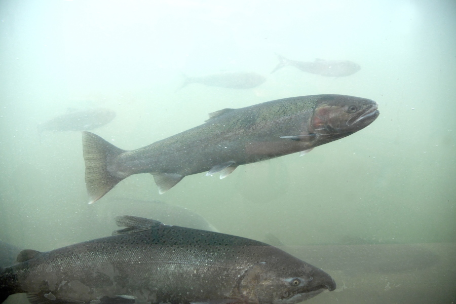 In this photo taken Oct. 19, 2016, a chinook salmon, below, and a steelhead, above, move through the fish ladder at the Lower Granite Dam on the Snake River in Washington state. There is a renewed push to remove the Lower Granite and three other dams on the Snake River to save wild salmon runs.