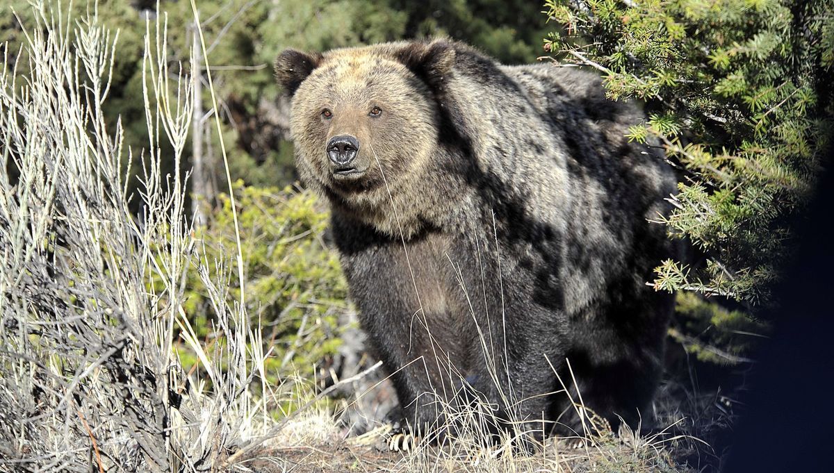 Limited hunting for grizzly bears may be allowed by 2017 in Idaho, Montana and Wyoming.