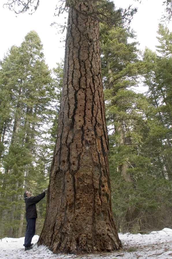 The Big Tree near Trout Lake was one of the largest living ponderosa pines in the world. Although it recently died, officials say it will continue to play an important role in the forest&#039;s ecosystem.