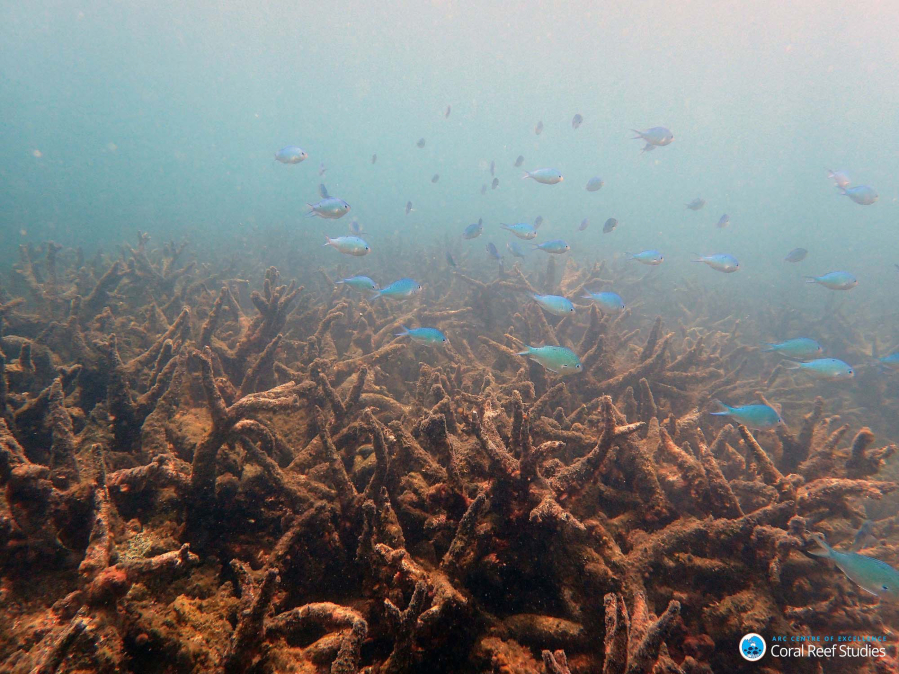 Staghorn corals killed by coral bleaching are seen on Bourke Reef, on the Northern Great Barrier Reef in November.