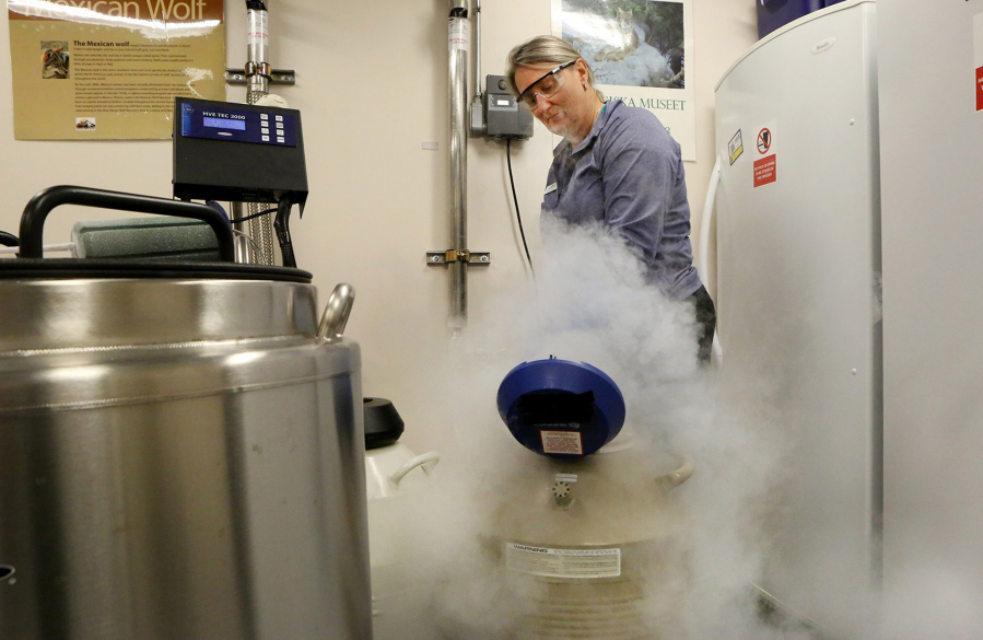 Karen Bauman, cryobiology lab manager, fills the tanks containing frozen semen and egg samples of various zoo animals with liquid nitrogen Nov. 15 at the St. Louis Zoo. The tanks are kept at -320 degrees Fahrenheit. (Photos by J.B. Forbes/St.