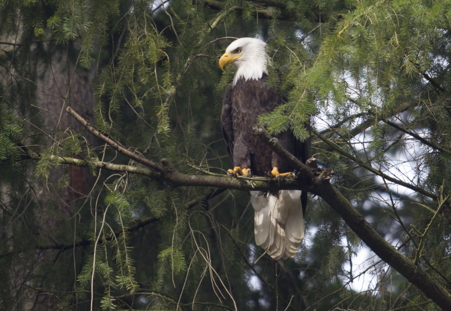 A bald eagle is perched in a tree as it surveys activity along a rural Vancouver road Feb. 4, 2015.