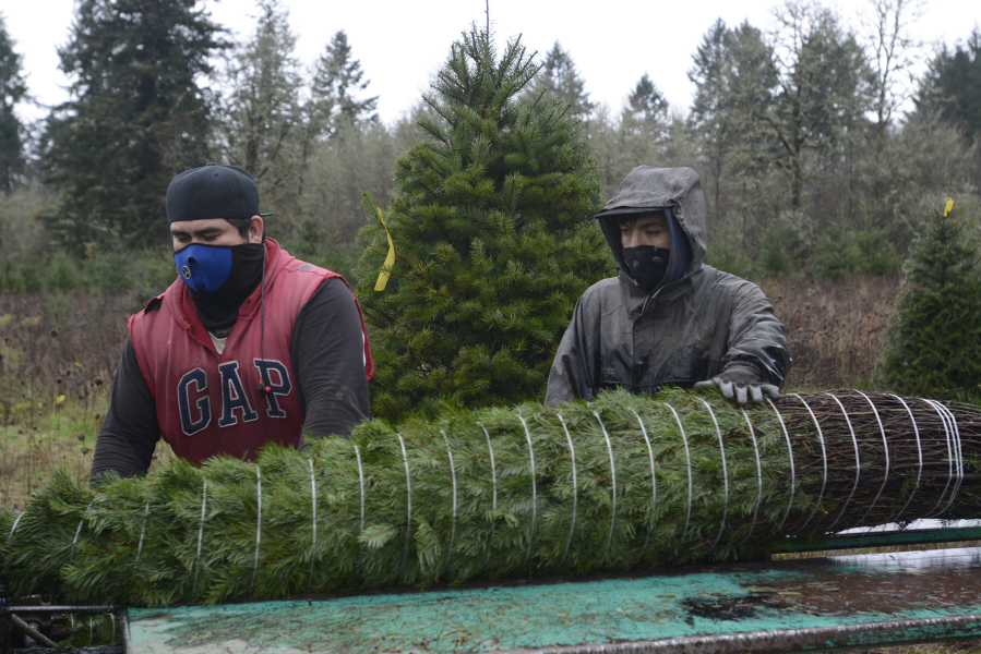 Rodolfo Valle, left, and Eduardo Garcia bale up one of roughly 100 Christmas trees at La Center Farms, which will be shipped to a marine base in California through the Trees for Troops program.