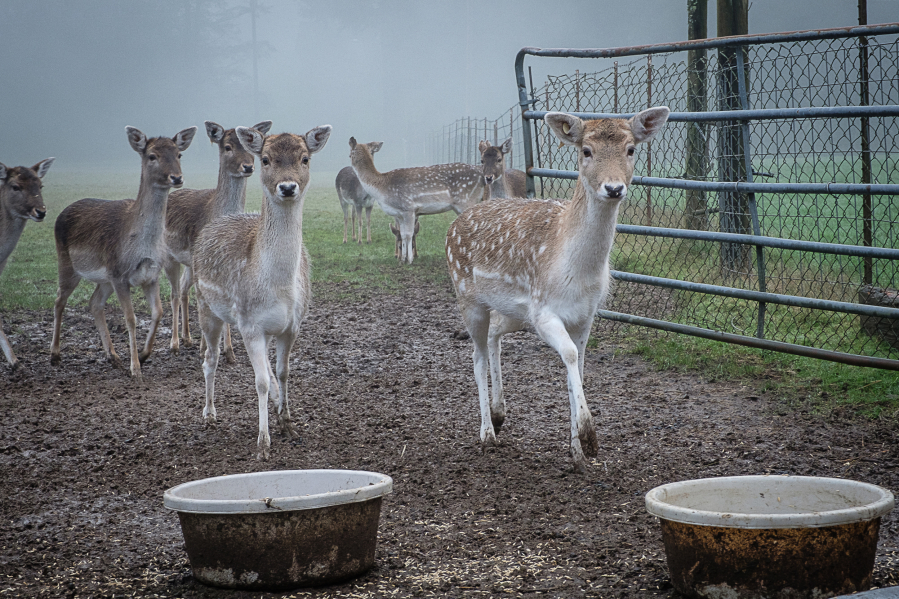 Darrell Deschand&#039;s herd of fallow deer, a species originating from Eurasia, gathers for breakfast in Hockinson one morning earlier this month.