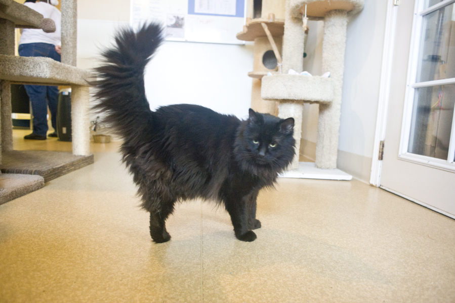 Gabriel, a three-legged domestic cat, stretches on Christmas morning at his home in the West Columbia Gorge Humane Society&#039;s cat shelter. He&#039;s been looking for a permanent home for about a year.