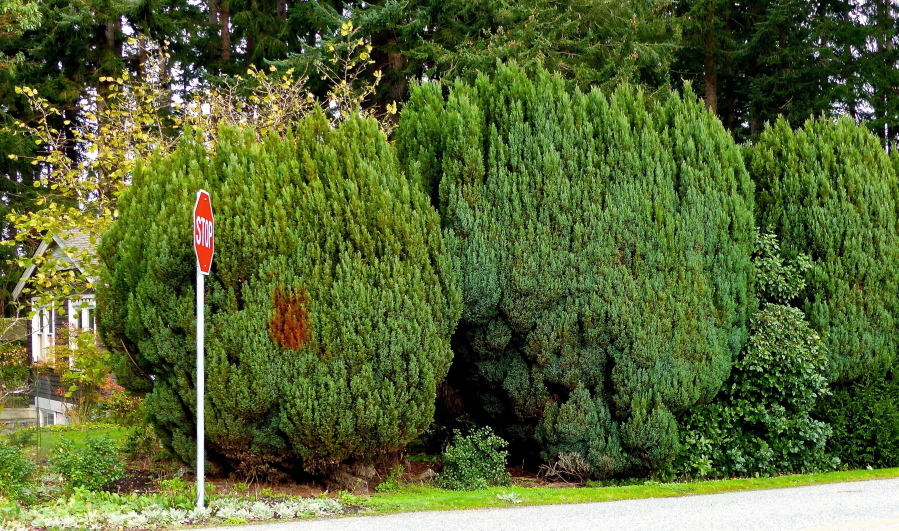 Soundscapers use trees, such as these seen in Langley, to mask bothersome urban noise.