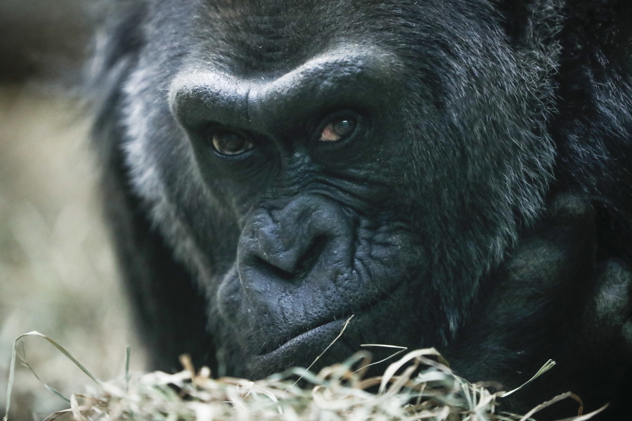 Colo, a western lowland gorilla, rests in her enclosure Dec. 15 at the Columbus Zoo and Aquarium in Columbus, Ohio. Colo, the very first born and oldest surviving gorilla in captivity, celebrated her 60th birthday on Thursday.
