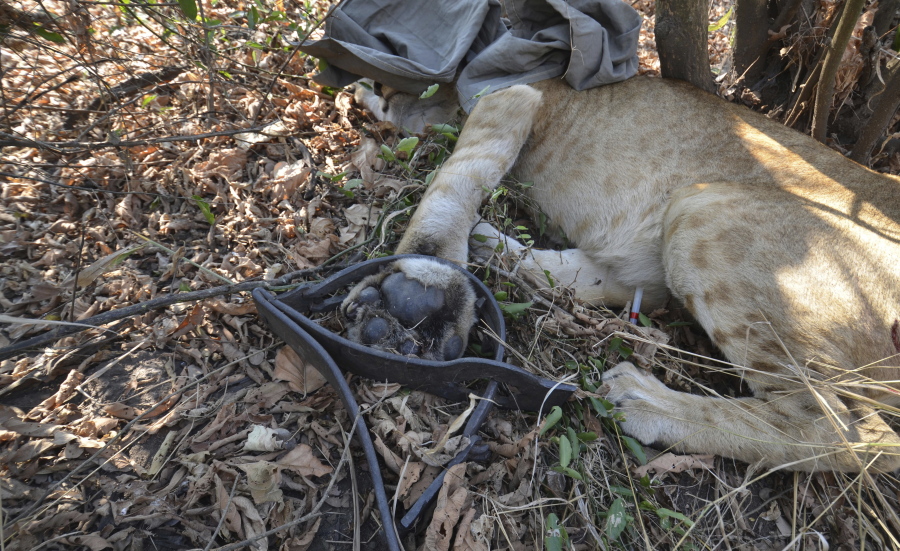 A 1-year-old lion is shown with its paw caught in a poacher&#039;s trap in Gorongosa National Park in Mozambique. Park staff found the lion hours after he was trapped in mid-2015, then treated and released him. Some lions in the park have survived such injuries and went on to mate and hunt, though female lions with such injuries are unable to raise cubs successfully. The park&#039;s management is trying to rebuild the lion population in Gorongosa, where much of the wildlife was almost wiped out during the Mozambican civil war that ended in 1992.