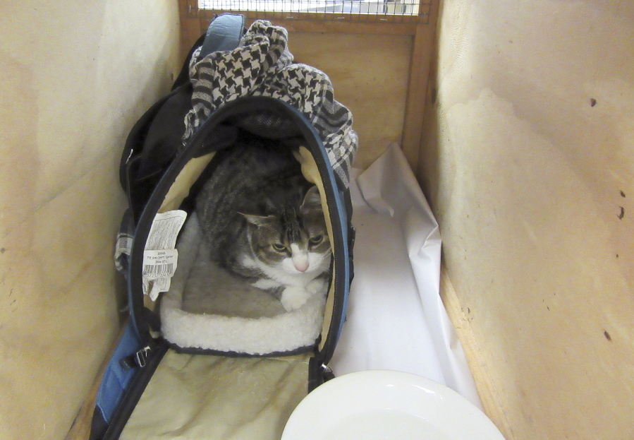 Bella, a 4-year-old pet cat belonging to a Canadian woman who authorities say managed to hide her in a handbag during a flight across the Pacific Ocean sits in a cage in New Zealand&#039;s Auckland Airport. The woman was refused entry into the New Zealand and was forced to catch the next flight home with her cat after she tried to smuggle it across the border.