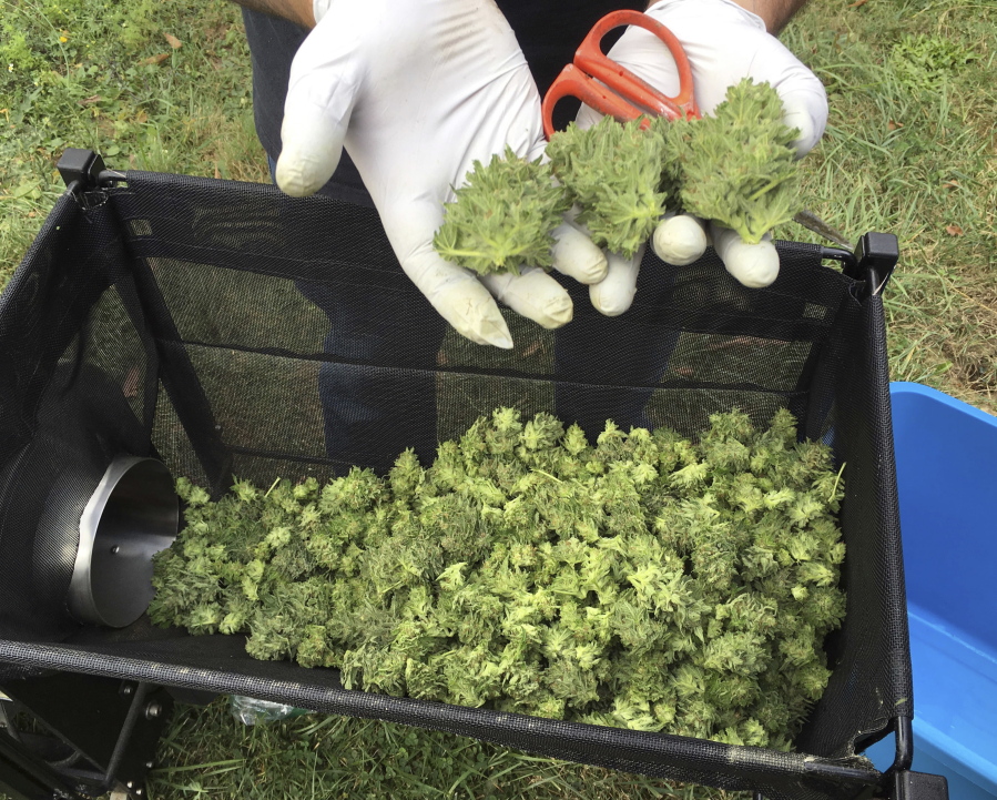 A marijuana harvester examines buds going through a trimming machine near Corvallis, Ore.