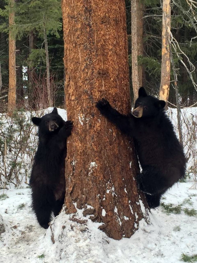 This undated photo provided by Snowdon Wildlife Sanctuary shows a bevy of bear cubs in a tree at the Sanctuary near McCall, Idaho. Snowdon rehabs all kinds of animals and releases them back into the wild, but has become known for its bear cubs.