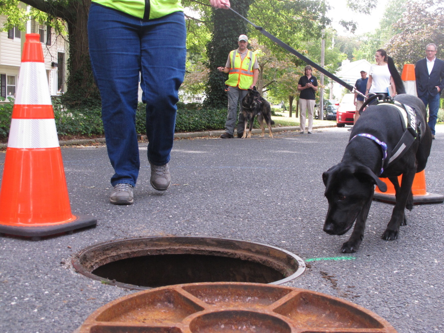 A dog from Maine-based Environmental Canine Services investigates a manhole Sept. 21 in Fair Haven, N.J,. to sniff out the source of human waste that might be making its way into waterways at the Jersey shore. The company&#039;s dogs identified more than 70 spots in multiple towns near the Navesink River where broken or leaky sewer pipes or other problems might be letting pollution into the river.
