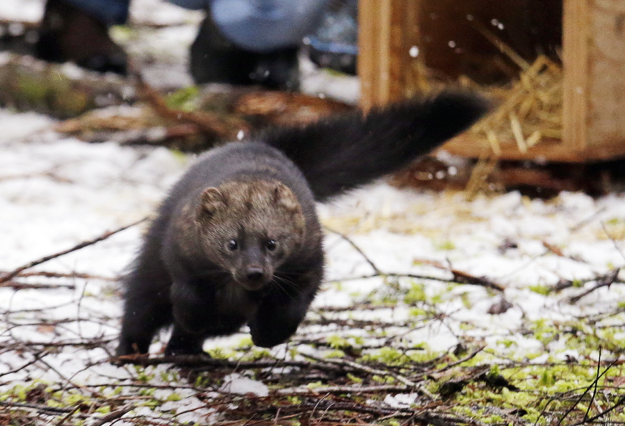 In this Friday, Dec. 2, 2016, photo, a Pacific fisher takes off running after being released into a forest at Mount Rainier National Park, Wash. Pacific fishers, forest-dwelling weasel-like mammals whose numbers have declined in the West Coast over the decades, are slowly making a comeback in Washington state. The fisher was among 10 captured days earlier in British Columbia, and then released Friday as part of a multi-year effort to restore them to their historic range.