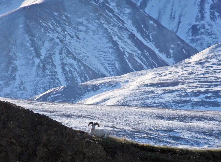 A Dall sheep lounging on a ridge line in Denali National Park and Preserve, Alaska. Denali marks its centennial as a national park in 2017, and Alaska marks 150 years since it was transferred from Russia to the United States. Alaska is on several lists for where to go in the new year.