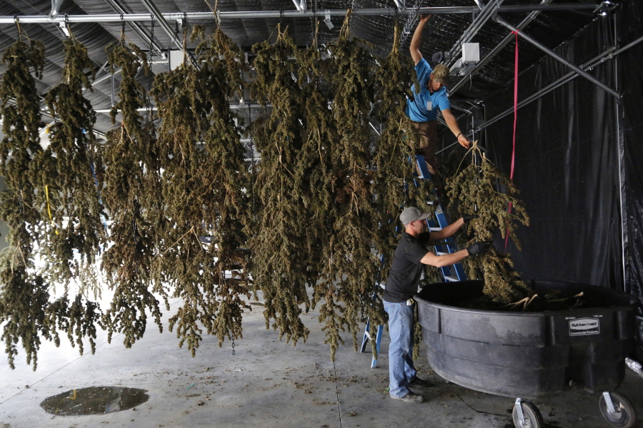 Farmworkers inside a drying barn take down newly harvested marijuana plants after a drying period Oct. 4, at Los Suenos Farms, America&#039;s largest legal open air marijuana farm, in Avondale, southern Colorado. Newly approved laws in four states allowing the recreational use of marijuana are seen as unlikely to change rules regarding use of the drug in the workplace.