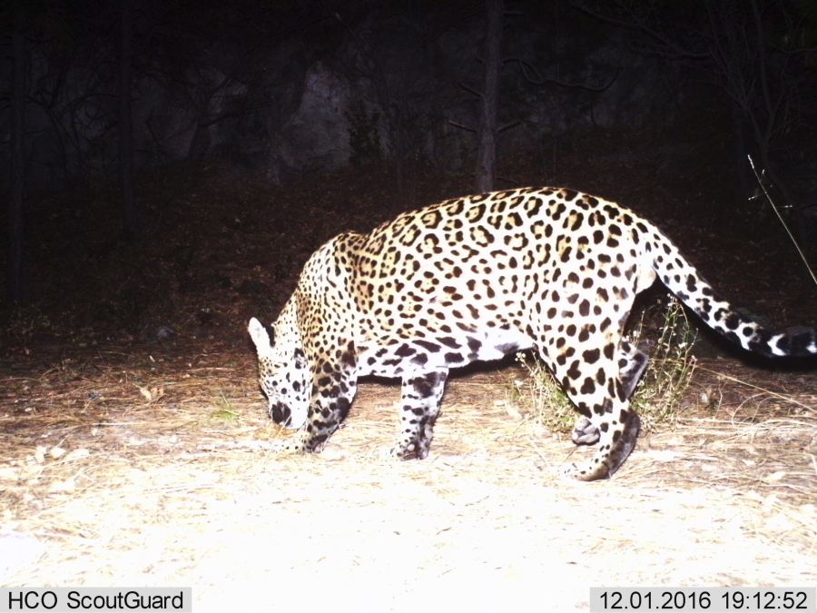 A camera belonging to Fort Huachuca Army installation captured this video image Dec. 1 of what is likely the second wild jaguar to be spotted in the U.S. in recent years. The Arizona Game and Fish Department said a preliminary analysis suggests the cat is new to the area and not &quot;El Jefe,&quot; a jaguar that was captured on video in a nearby mountain range last year.