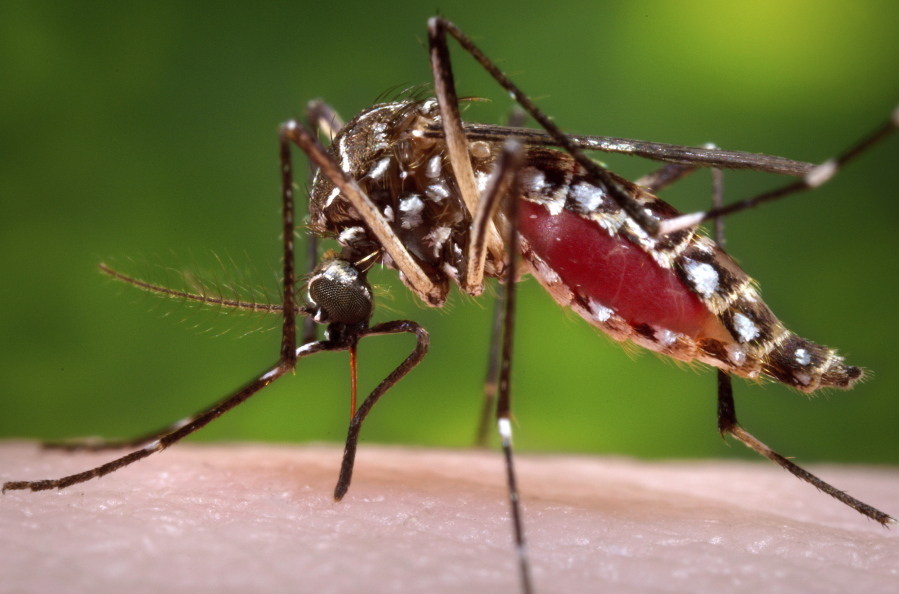 A female Aedes aegypti mosquito in the process of acquiring a blood meal from a human host in 2006. The Zika virus is transmitted to people primarily through the bite of an infected Aedes aegypti species mosquito. A U.S. study of Zika-infected pregnancies found that 6 percent of them ended in birth defects. The rate was nearly twice as high for women infected early in pregnancy. It&#039;s the first published research on outcomes in the United States, and the authors say the findings echo what&#039;s been reported in Brazil and other countries with Zika outbreaks.