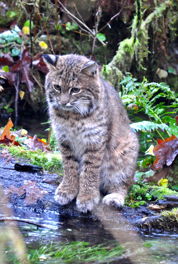 A bobcat waits patiently for a salmon at Taft Creek in Olympic National Park last month.