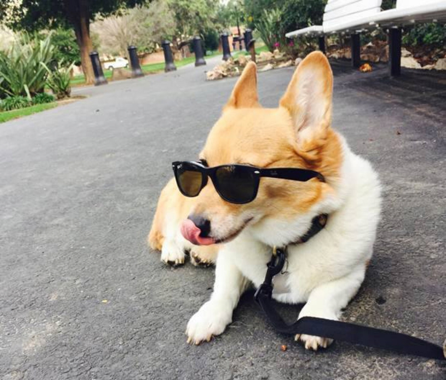 California first dog Sutter, a Welch corgi and Gov. Jerry Brown&#039;s best friend, takes a break.