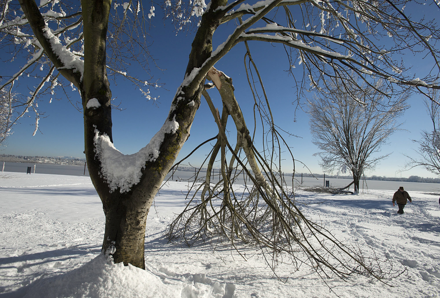 Richard Parrott of Vancouver walks past a tree with a damaged branch while visiting Vancouver Lake in the snow Thursday morning.