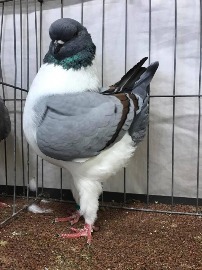 Thousands of birds compete in national pigeon show in Clark County