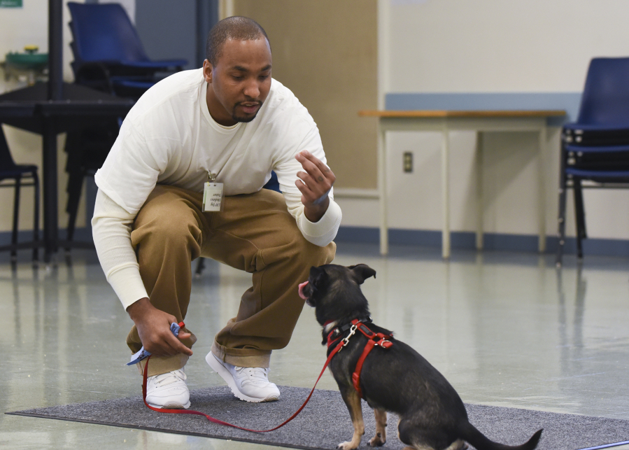 Demetrius Route, an inmate at Larch Corrections Center, works with Zelda, a 6-year-old Chihuahua-terrier mix from the Humane Society for Southwest Washington. Route is part of a new program at the prison that pairs a dog with inmates, who care for and train the dogs before they are adopted.