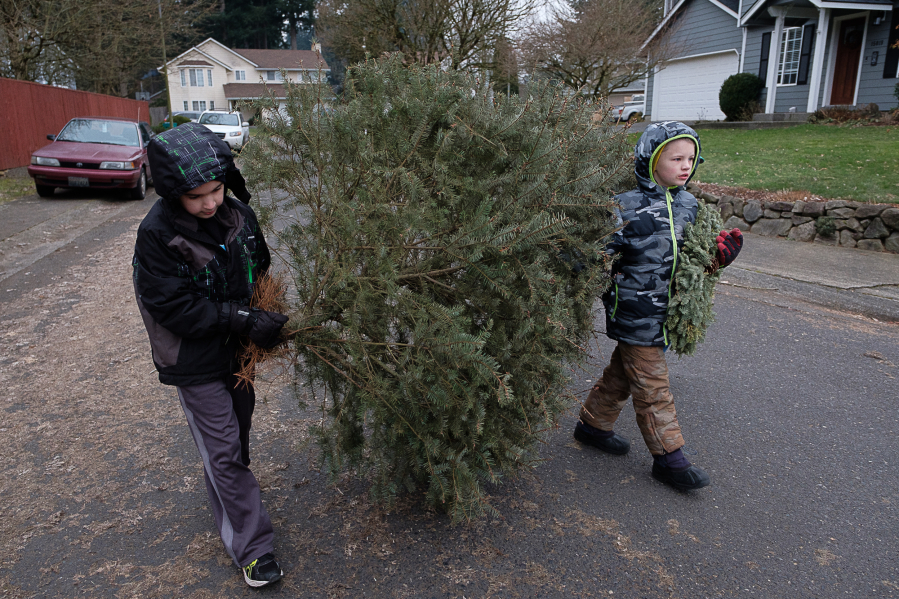 Cub Scouts Dylan Vernon, left, and Ethan Sanders, both 8 years old, carry one of several Christmas trees they gathered out of Orchards. In exchange for suggested donations, hundreds of Scouts in Clark County collected trees for recycling.