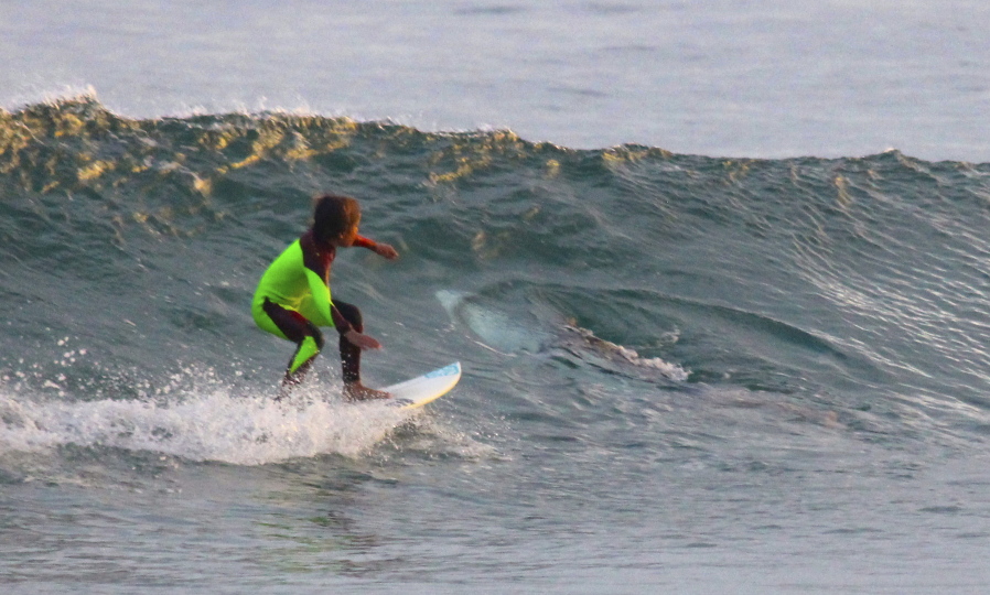 In this photo from Jan. 24, 2017, provided by Chris Hasson, 10-year-old Eden Hasson, Chris&#039; son, surfs near what is believed to be a great white shark at Samurai Beach, Port Stephens, Australia. James Cook University shark researcher Andrew Chin says the photographed shark is possibly a small great white.