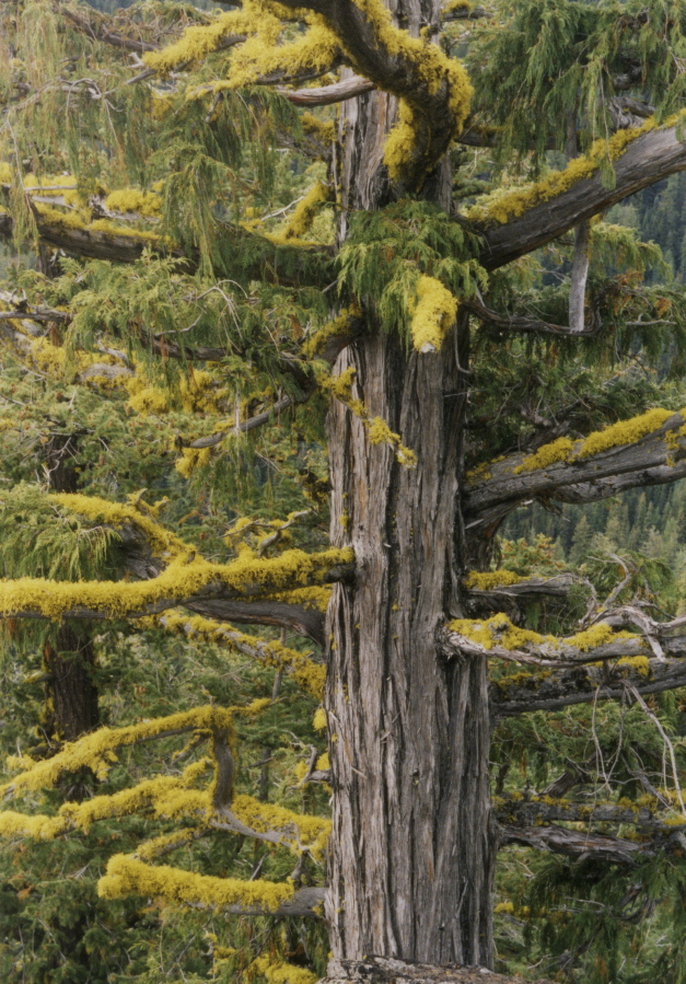 A yellow cedar tree grows east of the Cascade Crest near Enumclaw. A study documenting mortality of yellow cedar trees in Alaska and British Columbia concludes that the future is gloomy for the iconic species valued for its commercial and cultural values. Researchers say additional mortality is likely over the next 50 years as the climate warms and rain replaces snow. (Photos provided by the U.S.