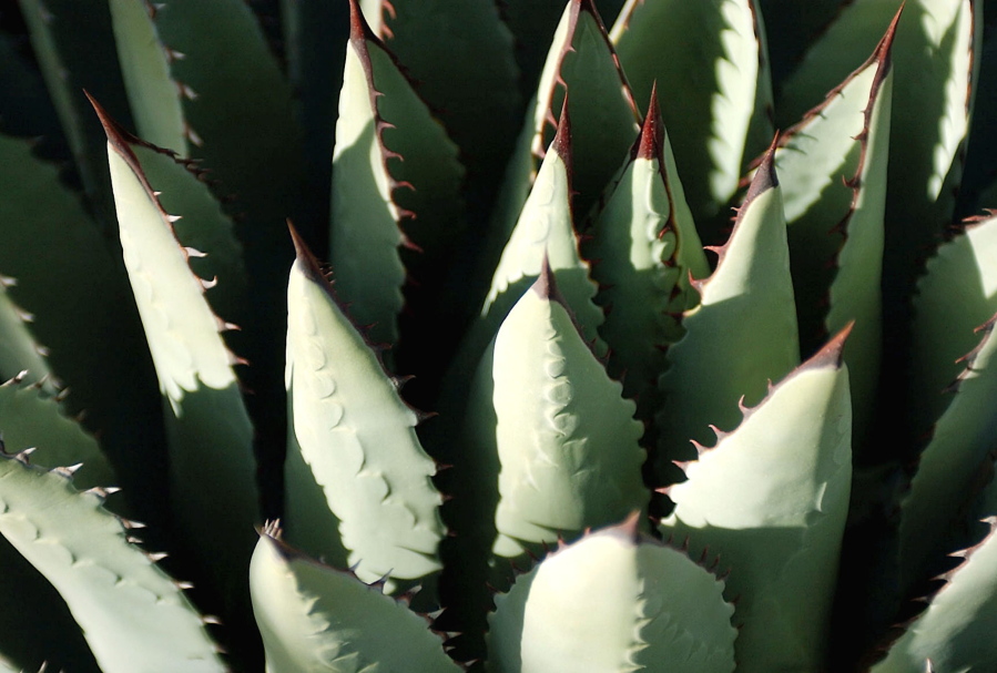 The agave plant, which is pollinated by a once-rare bat, is used to produce tequila.