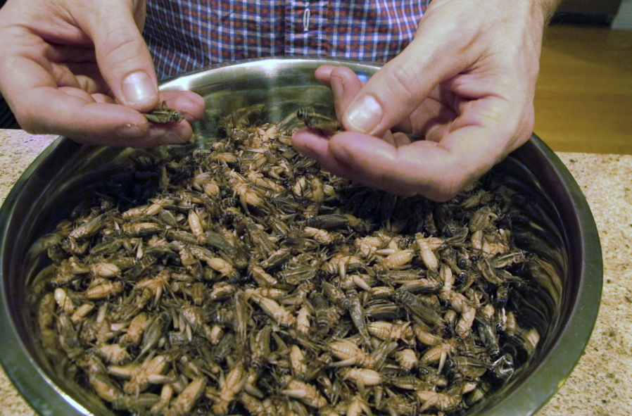 Stephen Swanson shows a bowl of frozen crickets at Tomorrow&#039;s Harvest cricket farm in Williston, Vt.